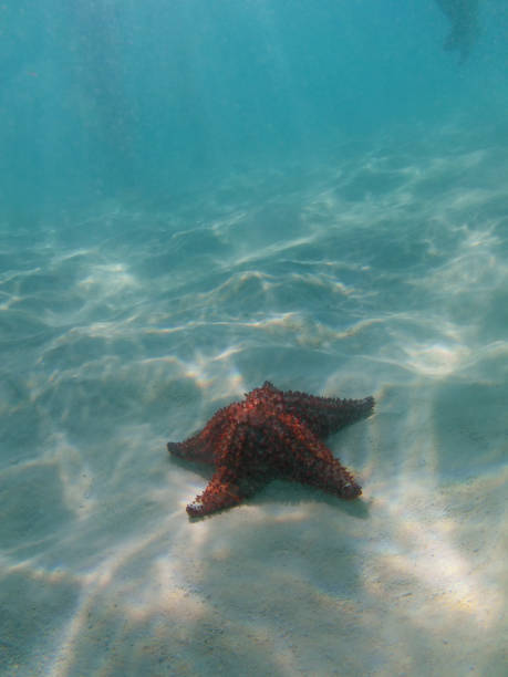 A starfish sitting on the sandy seabed.